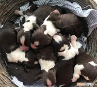 狗的寿命一年是多少岁