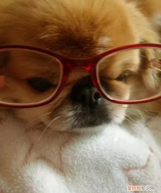 狗的寿命一年是多少岁