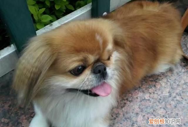 狗的寿命一年是多少岁