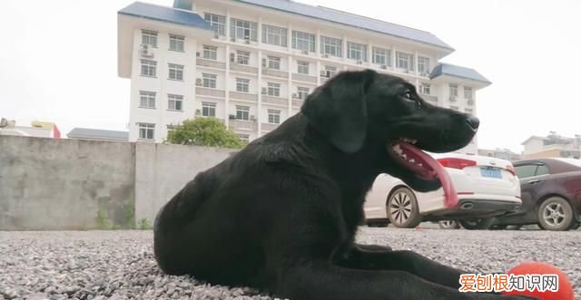 小狗可以吃蛋黄