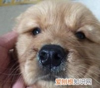 狗吃感冒药会拉肚子