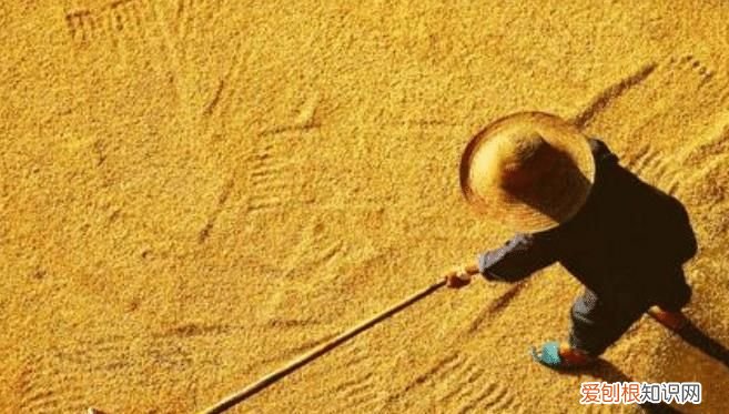 米能晒太阳吗，五谷杂粮能晒太阳