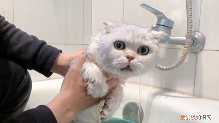 猫骚味怎么消除