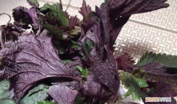 泡过酒青梅怎样晒话梅