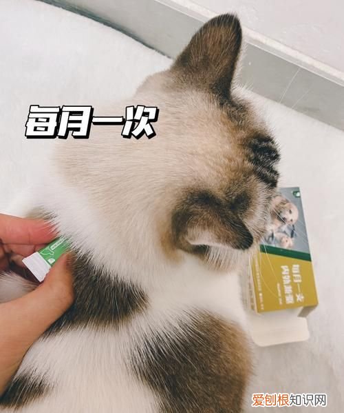 如何杜绝猫爬床上掉毛