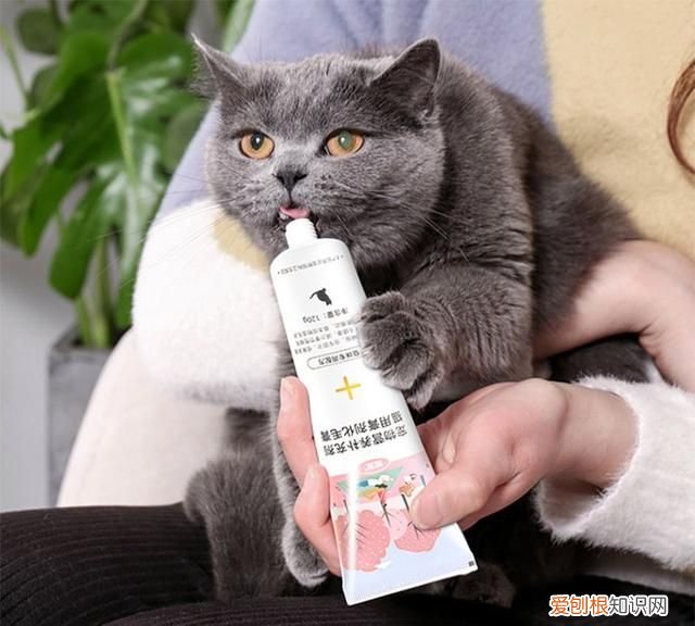 如何杜绝猫爬床上掉毛