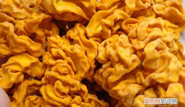 金耳的功效与作用，金耳和水耳哪个好