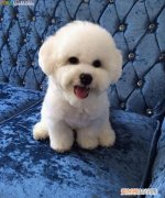 比熊宝宝几天睁眼，卷毛比熊狗仔多长时间睁眼睛