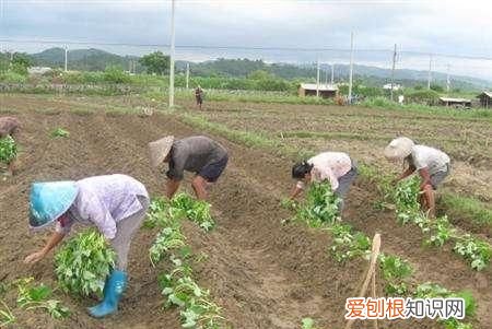 树苗栽下去几天浇水