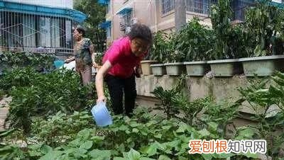 树苗栽下去几天浇水