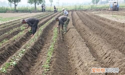 树苗栽下去几天浇水
