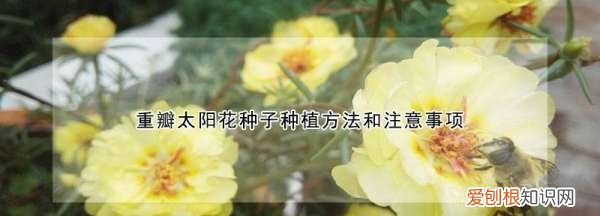 重瓣太阳花有种子