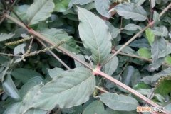 川牛膝的功效与作用