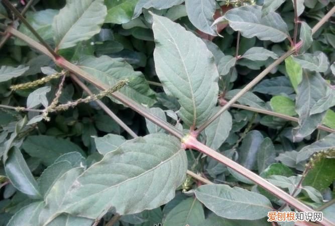 川牛膝的功效与作用