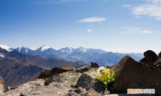 雪莲果和天山雪莲有什么关系