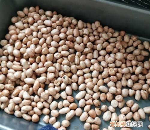 烤箱烤花生米时间温度,烤箱烤牛奶花生米时间和温度多少