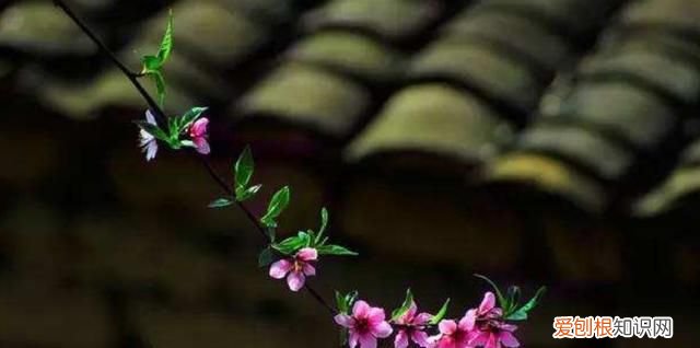 玉面小飞龙是什么意思,玉面小飞龙是郑微那么林静是什么