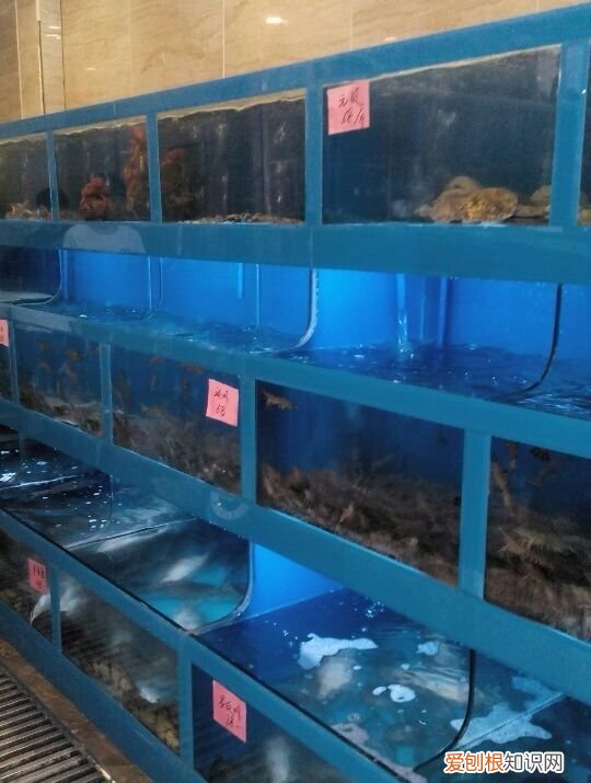 夏天养鱼容易死怎么办