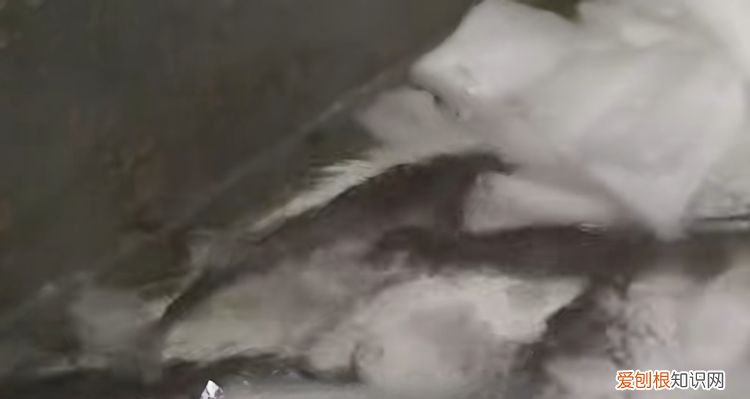 夏天养鱼容易死怎么办