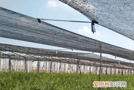 大姜什么时候撤遮阳网