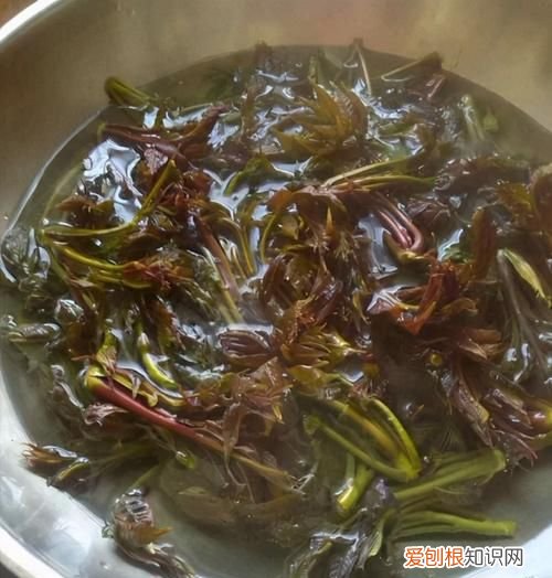 香椿如何清洗,香椿不洗可以