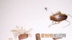 鞋踩蟑螂后鞋上有卵吗