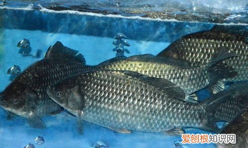 鲗鱼和鲫鱼区别，花鱼和鲫鱼区别