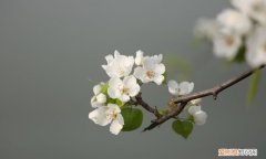 喜鹊养熟了会飞走