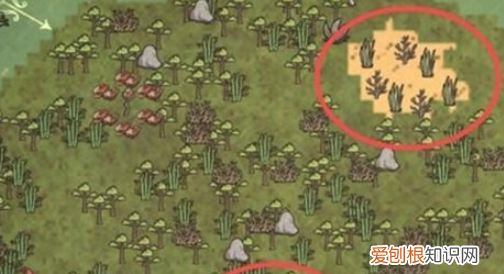 饥荒渡渡鸟幼鸟需要喂，《饥荒》养渡渡鸟圈养要不要喂食