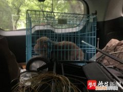 大闹南京的流浪猴被抓！细节曝光：不休不眠追踪4天，趁其睡觉时被抓获
