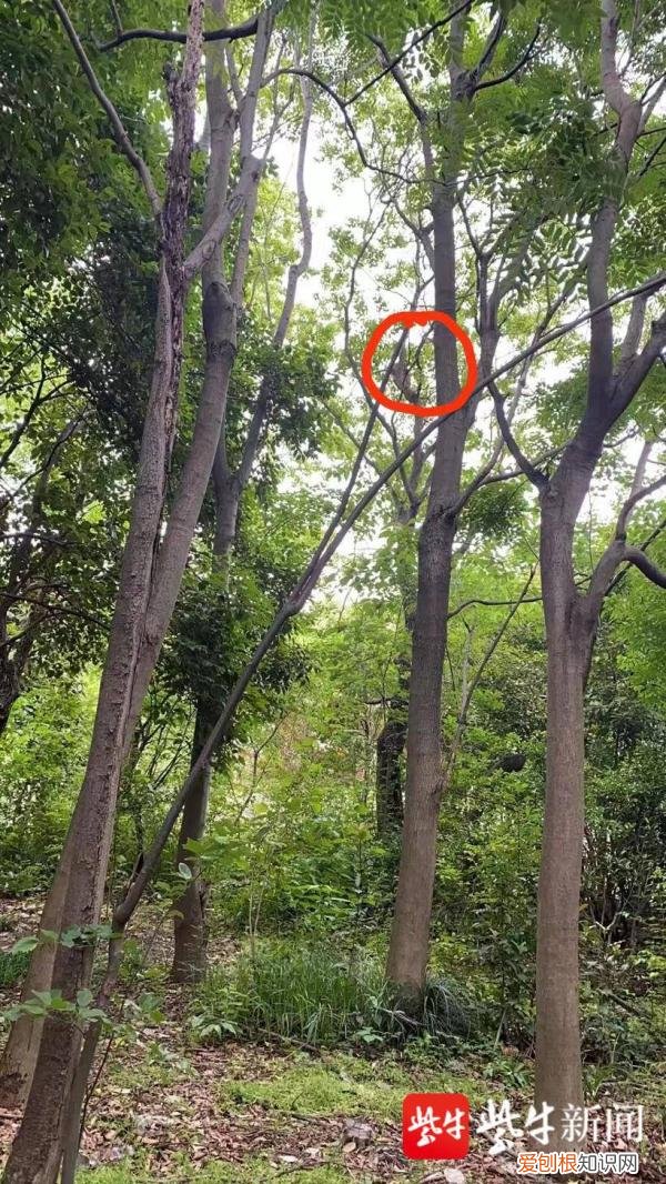 大闹南京的流浪猴被抓！细节曝光：不休不眠追踪4天，趁其睡觉时被抓获