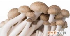 新鲜蘑菇放了几天还能吃吗，买了蘑菇放了十几天还能吃