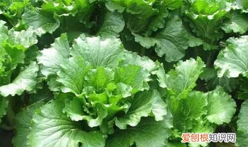 阅读的最佳时间是几点，白菜什么时候种植是最佳时间