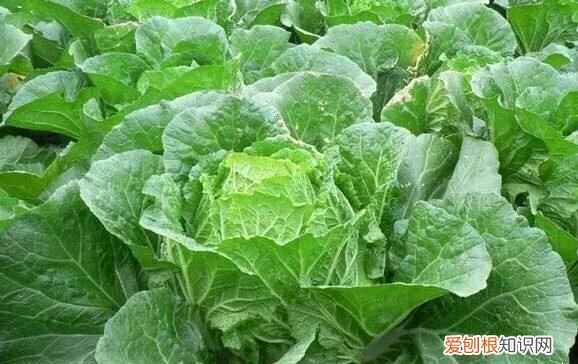 阅读的最佳时间是几点，白菜什么时候种植是最佳时间