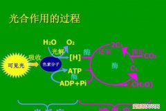 光合作用的能量是什么