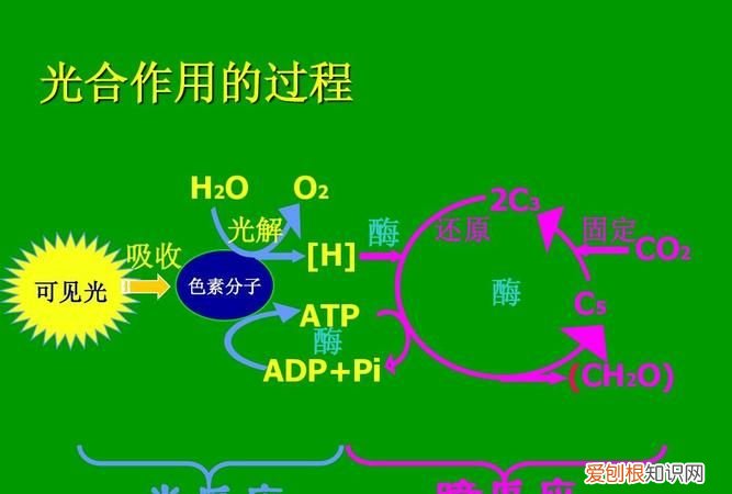 光合作用的能量是什么