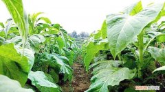 香烟和雪茄的区别，烤烟型和混合型的区别