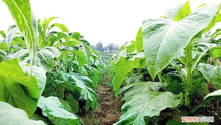 香烟和雪茄的区别,烤烟型和混合型的区别