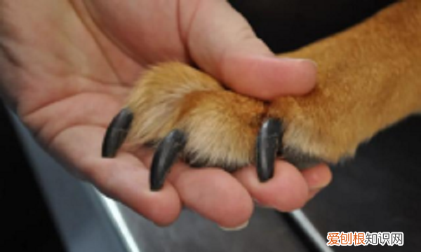 小狗腿突然瘸了怎么回事，狗狗突然腿瘸了怎么回事但是没有伤