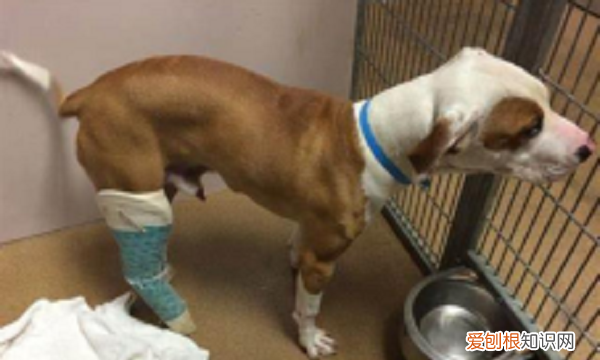 小狗腿突然瘸了怎么回事，狗狗突然腿瘸了怎么回事但是没有伤