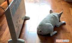 小狗腿突然瘸了怎么回事，狗狗突然腿瘸了怎么回事但是没有伤