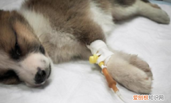 小狗腿突然瘸了怎么回事，狗狗突然腿瘸了怎么回事但是没有伤