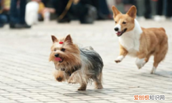 小狗腿突然瘸了怎么回事，狗狗突然腿瘸了怎么回事但是没有伤