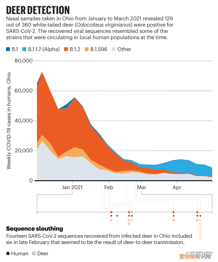 新冠病毒在北美鹿群中传播，不容忽视！！这意味着什么？
