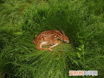 新冠病毒在北美鹿群中传播，不容忽视！！这意味着什么？