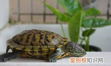 巴西龟为什么不吃东西，巴西龟不进食,不肯进水里是什么原因