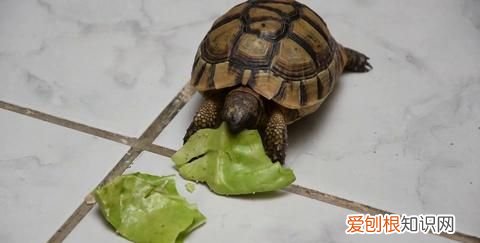 乌龟尾巴烂了怎么办