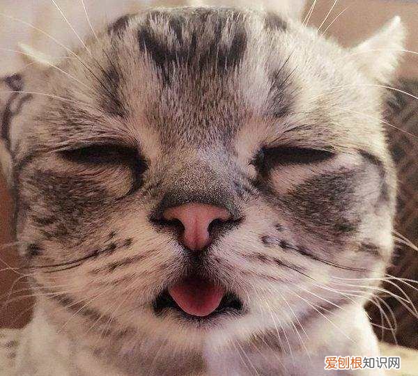 长毛猫毛打结了怎么办,长毛猫毛打结严重怎么处理