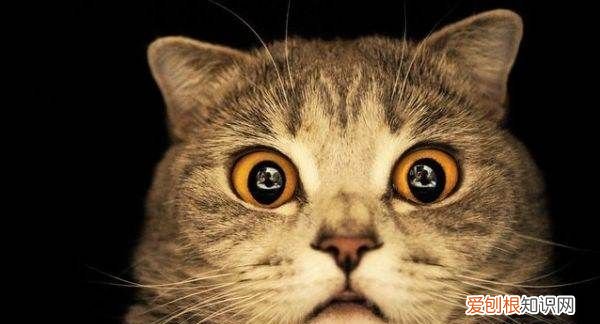 长毛猫毛打结了怎么办,长毛猫毛打结严重怎么处理