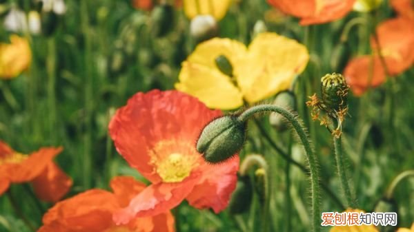 虞美人种子用泡,冰岛虞美人种子种植方法和注意事项视频